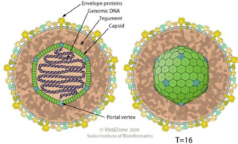 Figure 2 from Mass spectrometric identification of Varicella-Zoster Virus (VZV) proteins ...