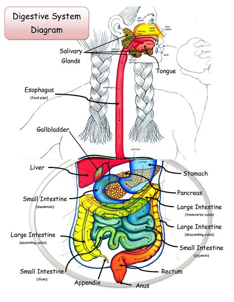 A High-Fiber Diet Could Protect Your Colon From Infection - SevenPonds ...