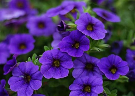 10 FLORES MORADAS: nombres, características y fotos | Planta de lavanda ...