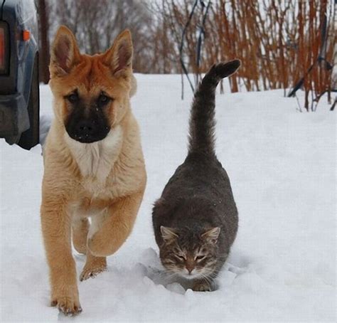 Russian cat and Russian dog are true friends, just look at them ...