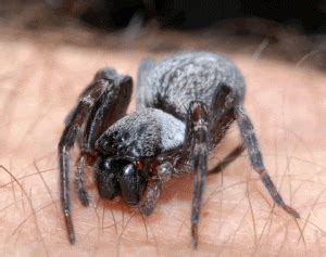 Spider Bite Home Remedies: Treatment & Remedy for Spider Bite Swelling