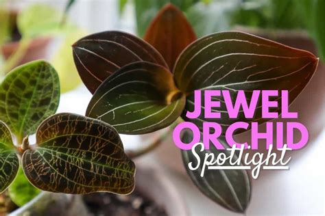 Jewel Orchid 101: How to Grow Real Gems (Varieties & Care)