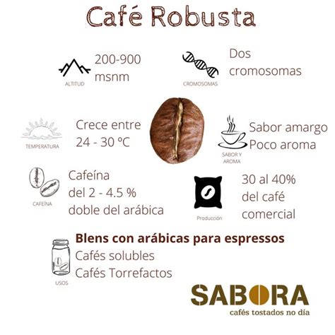 El robusta: Todo lo que un cafetero debe saber sobre este café | SABORA Cafés Tostados no día