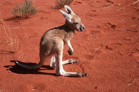 Australian Kangaroo And Joey