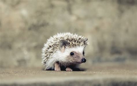 Baby Hedgehog Wallpapers - Wallpaper Cave