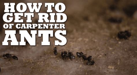 How To Get Rid Of Carpenter Ants - TechBullion