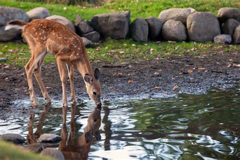 May Creature Feature: All about white-tailed deer and why the DNR wants you to leave fawns alone