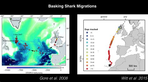 Where do basking sharks go in the winter? - Basking Shark Scotland