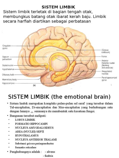 Anatomi Sistem Limbik | PDF