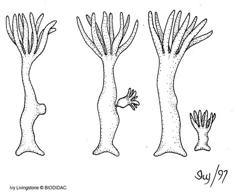 Science Class: Vocabulary #5 (Protist and Fungi)