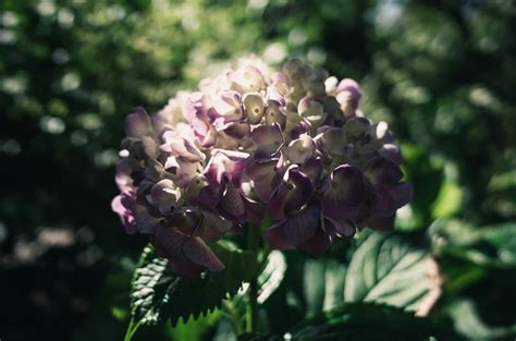 Blue Hydrangea Flower · Free Stock Photo