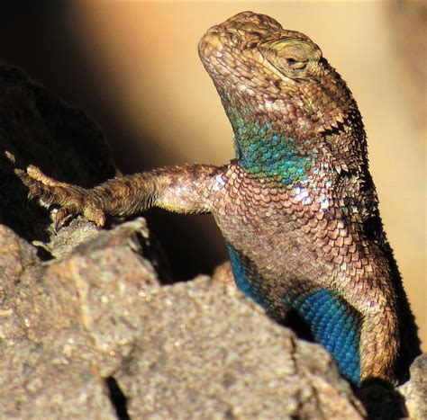 Western Fence Lizard Photograph by Joshua Bales