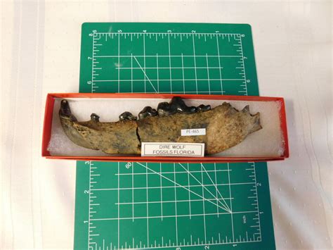 Dire Wolf Jaw 5 molars and K-9 Teeth Rare Fossil - Fossils & Artifacts for Sale | Paleo Enterprises