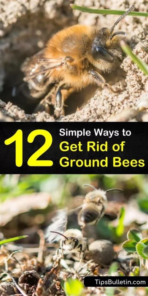 12 Simple Ways to Get Rid of Ground Bees | Ground bees, Getting rid of bees, Bee repellent