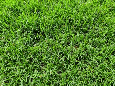 BERMUDA GRASS SEED – Syed Garden