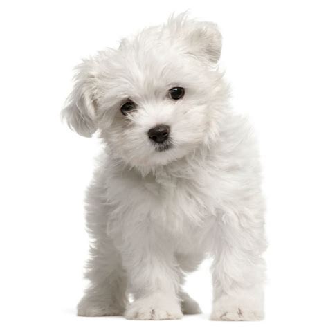 Maltese for Adoption - Browse Cute Maltese Puppies for Adoption | VIP Puppies