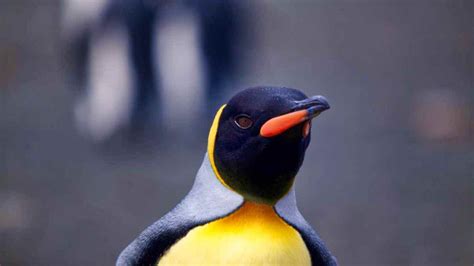 King Penguin: Aptenodytes patagonica