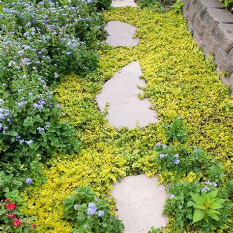 10 Best Low-Maintenance Ground Cover Plants | Family Handyman