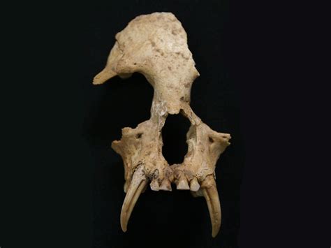 New species of extinct ape discovered in tomb of ancient Chinese noblewoman | The Independent ...