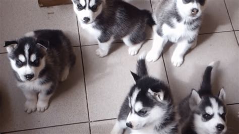 Siberian Husky Colors, Patterns and Coat Types