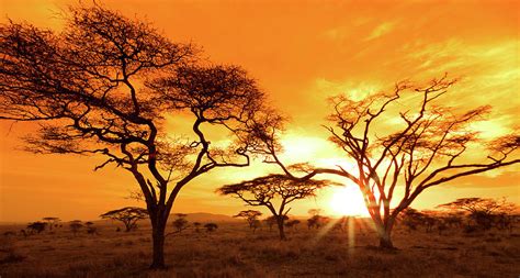 Serengeti Sunset #1 by Mb Photography