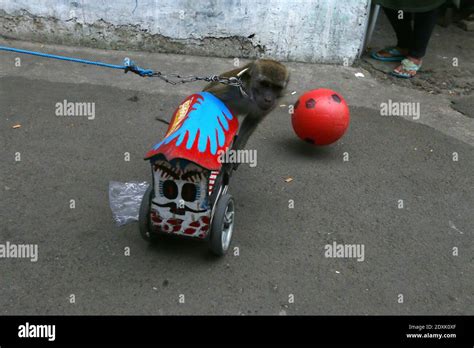 Exploitation of Animals Wrapped in Entertainment Stock Photo - Alamy