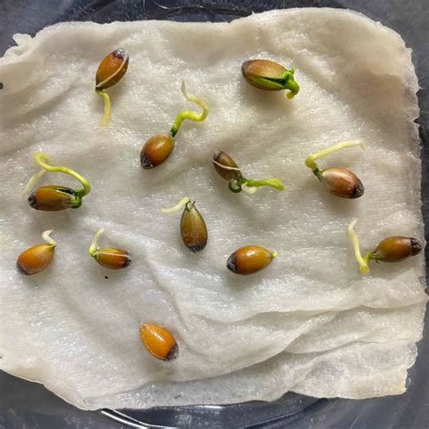 How to Germinate Lemon Seeds? [Updated [current-year]]