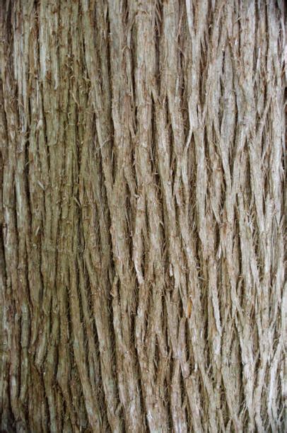 4,200+ Cedar Tree Bark Stock Photos, Pictures & Royalty-Free Images ...