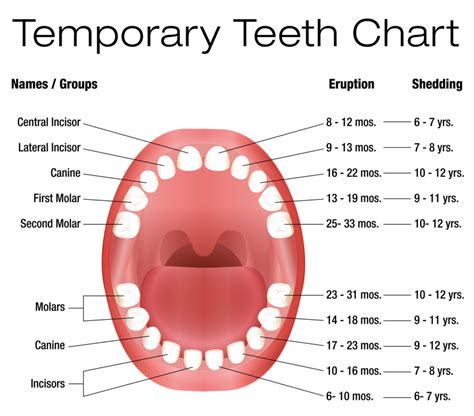 Teeth Eruption & Shedding - Kiddies Dental Care