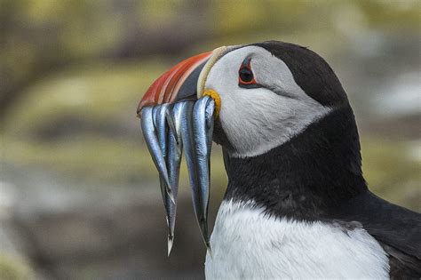 Maine Bird Superlatives: Our Fastest, Heaviest, Oldest Birds, and More ...