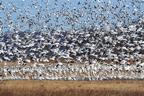 Where Do Geese Go In The Winter? Geese Migration Explained