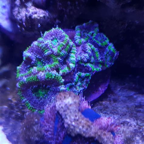 Lps coral ID | REEF2REEF Saltwater and Reef Aquarium Forum