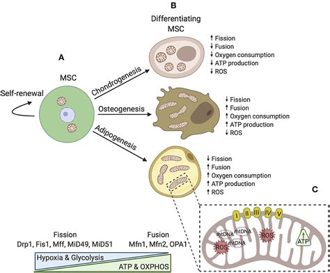 Frontiers | Mitochondrial Transfer and Regulators of Mesenchymal ...