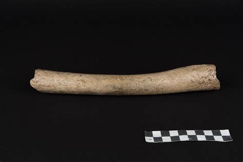 DNA from this 124,000-year-old bone suggests humans and Neanderthals ...