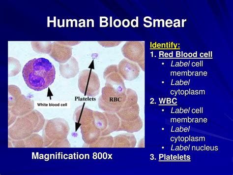 PPT - Lab #15 Blood PowerPoint Presentation, free download - ID:5364580