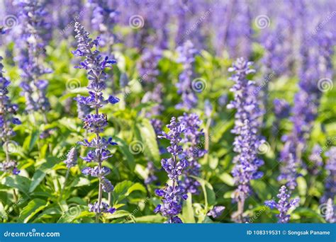 Blue Salvia Flowers Blooming in the Garden Stock Image - Image of garden, blooming: 108319531