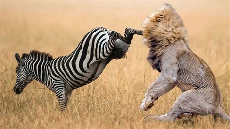 Lion vs Zebra - Lions Lost By A Kick Of Zebras | Wild animals attack ...