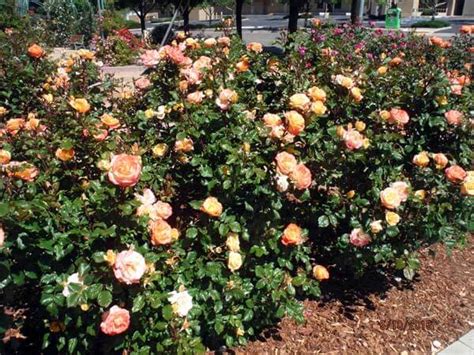 Rose-garden_orange-roses | Garden Destinations Magazine