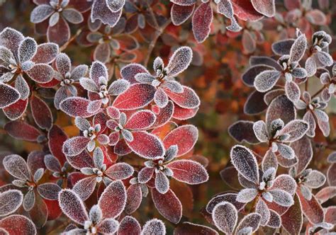 To Help Azaleas Through Winter, Work Out Your Garden Micro-Climate And Plant Hardiness ...