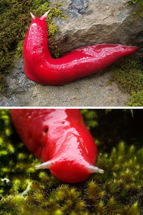 Amazing Strangely-Colored Animals | Memolition