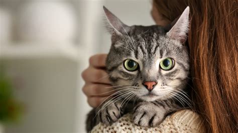 Common Cat Health Issues by Breed, Age, and Environment | Pawlicy Advisor