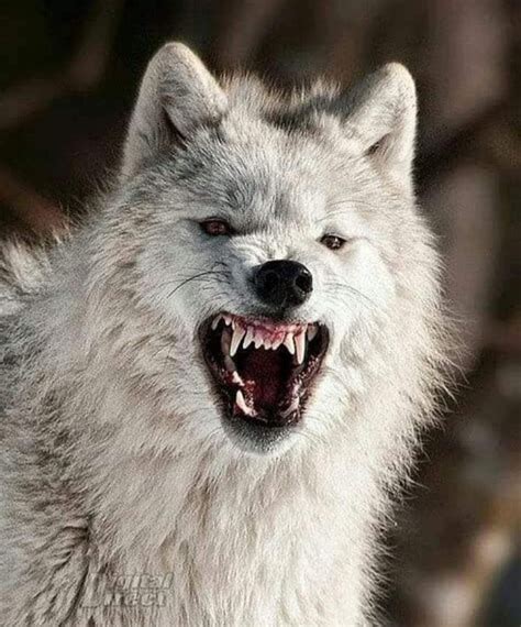 Spirit Of The Wolf White Wolf Snarl | Lobo furioso, Cão lobo ...