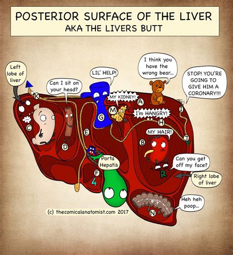 Parts of the Liver Archives - The Comical Anatomist Biology Lessons, Biology Notes, Nursing ...