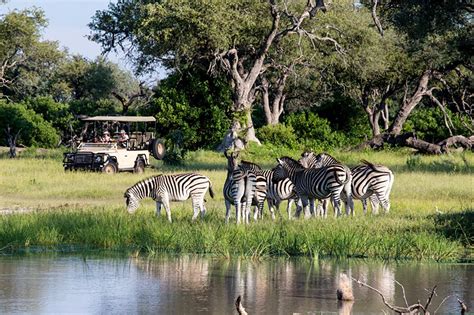 Experience Being On Safari In The Okavango Delta | Art Of Safari