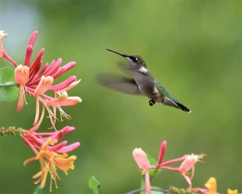 Hummingbird Plants: 25+ Of The Best Flowers That Attract Hummingbirds | Flowers that attract ...