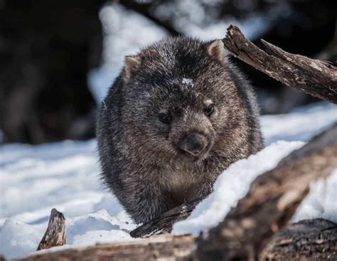 8 Day Wildlife and Wilderness Encounter | Tasmania Tours