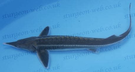 Sterlet (Acipenser ruthenus): Sturgeon Web: Sturgeon Species