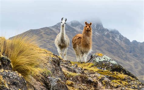 Male vs Female Llamas: 6 Key Differences - AZ Animals