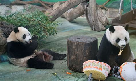 Mainland, Taiwan work together to treat ill giant panda despite strained cross-Straits ties ...