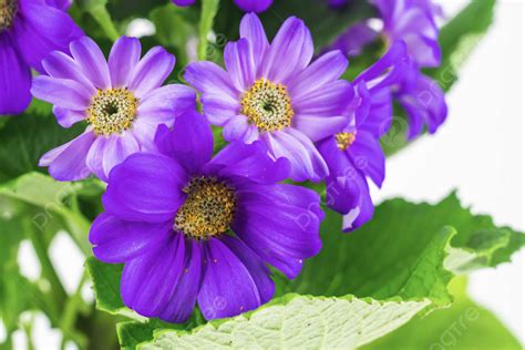 Purple Daisy Flowers Close Up Background, Small Daisy, Chrysanthemum Close Up, Small Daisies ...